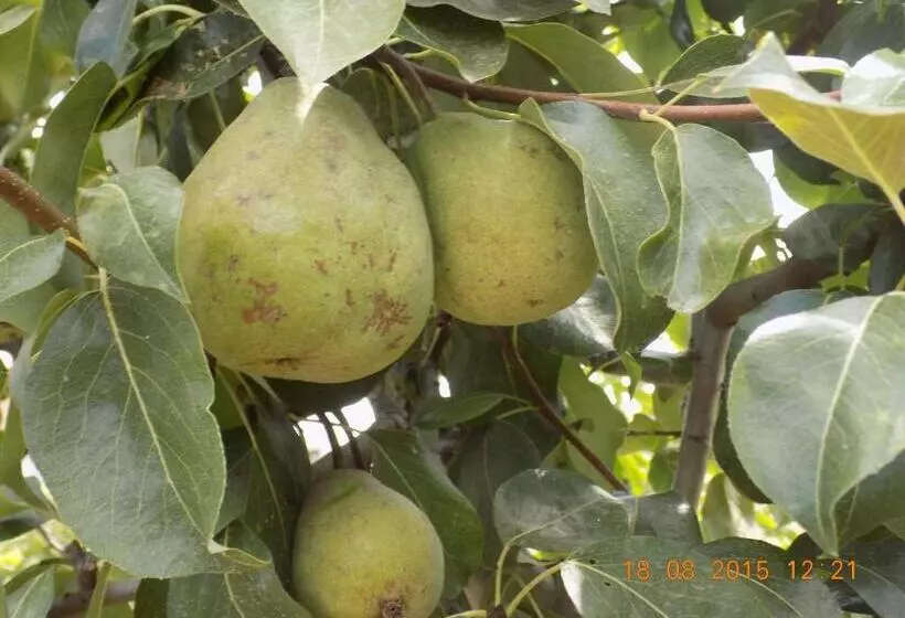 هتل Casarao Dos Reis