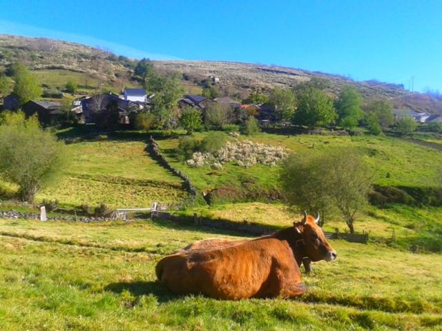 Pension Las Casitas De Requeixo