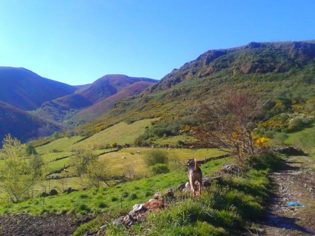 Pension Las Casitas De Requeixo