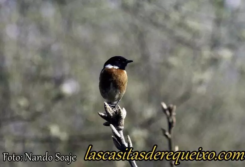 ペンション Las Casitas De Requeixo