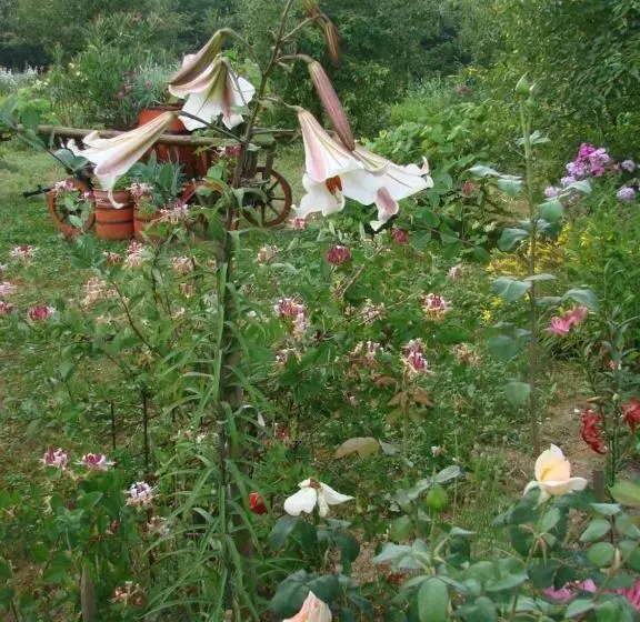 Pensiunea Paradis