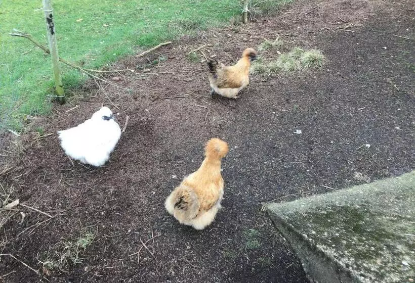 The Sheiling B&b   Nc 500