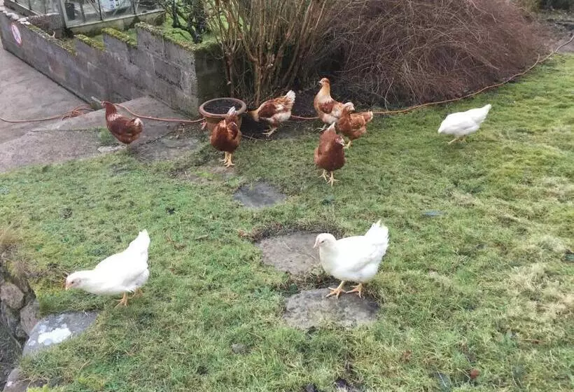 The Sheiling B&b   Nc 500