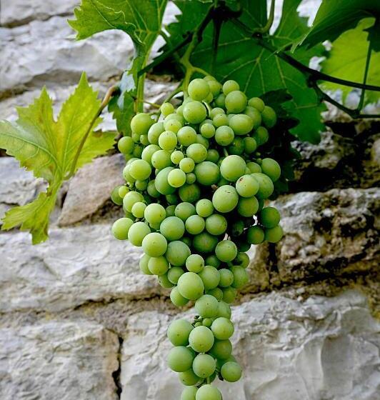 ベッドアンドブレックファースト Le Vieux Presbytère