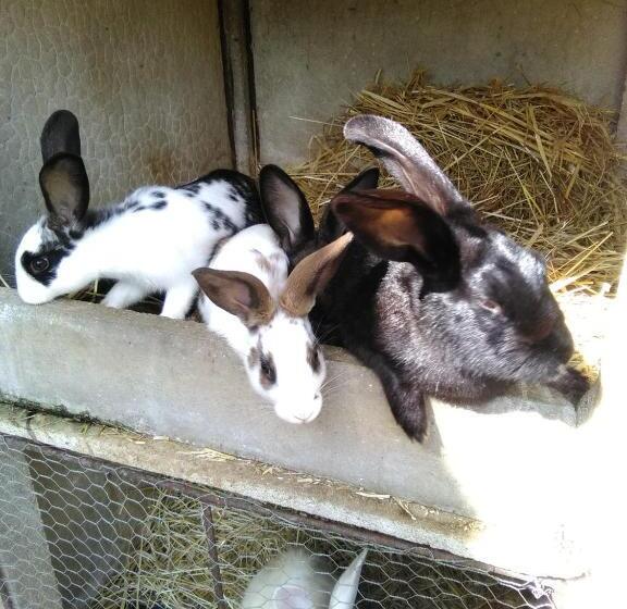 호텔 Ferme Pedagogique Des Pennetieres