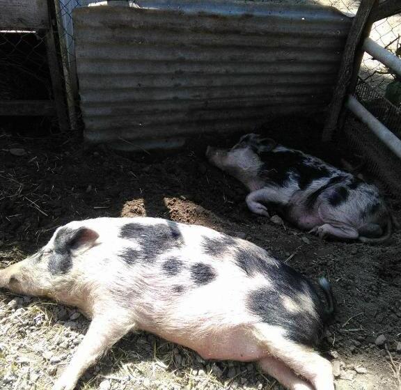 호텔 Ferme Pedagogique Des Pennetieres