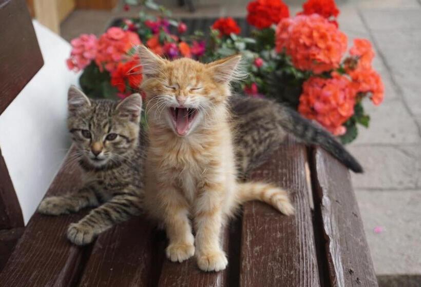 ホテル Schmiedlehnerhof