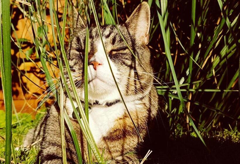 Пансион The Orchards Guest Suite