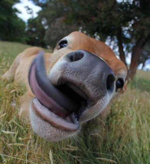 Пансион The Orchards Guest Suite