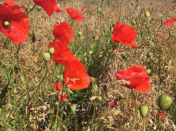 בית מלון כפרי Villa Sandby Bed And Breakfast