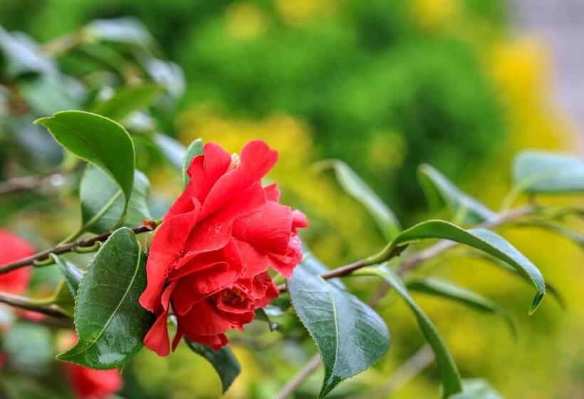 מוטל Country Gardens Motor Inn