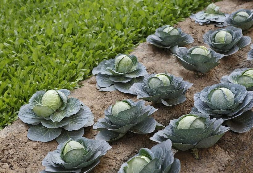 Novotel New Delhi Aerocity  International Airport