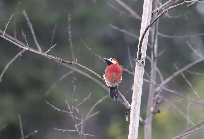 ホテル Hosteria Cananvalle