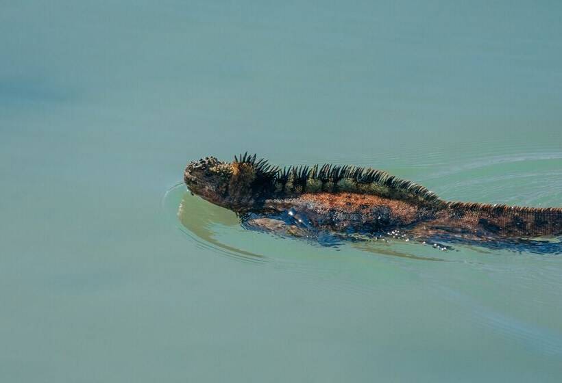 فندق Blu Galapagos Sustainable Waterfront Lodge
