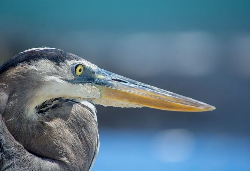 فندق Blu Galapagos Sustainable Waterfront Lodge