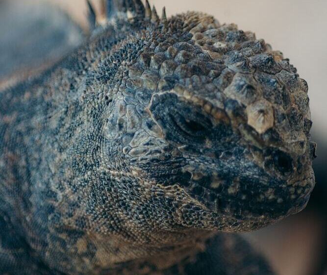 فندق Blu Galapagos Sustainable Waterfront Lodge