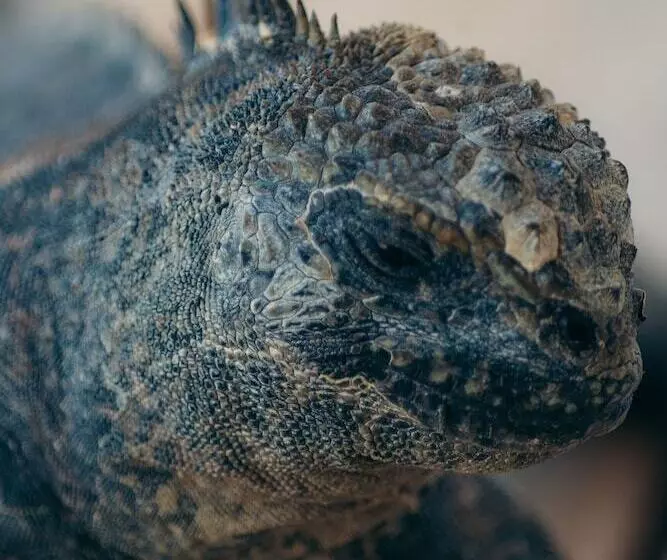 בית מלון כפרי Blu Galapagos Sustainable Waterfront Lodge