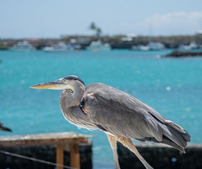 فندق Blu Galapagos Sustainable Waterfront Lodge
