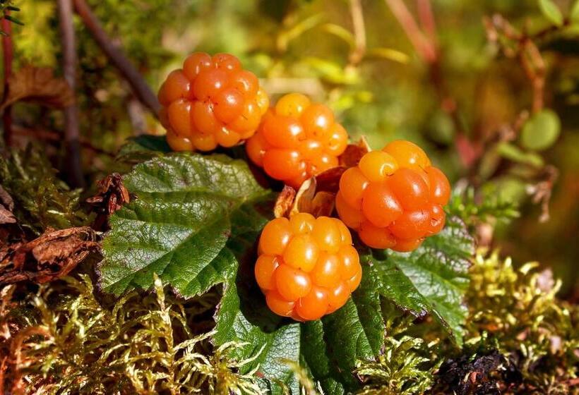 בית מלון כפרי Gammelgården