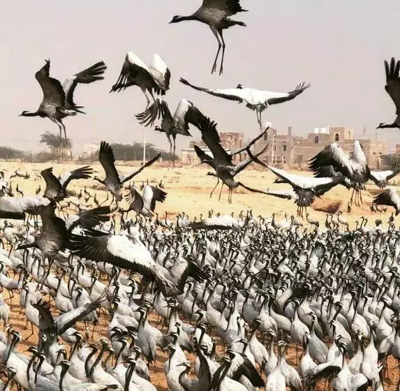 Kaner Retreat   India S First Desert Botanical Resort