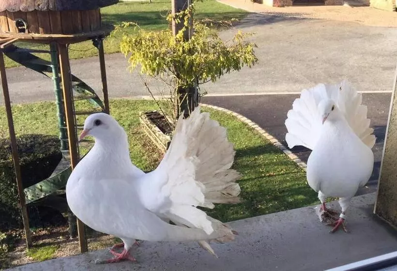 Aamiaismajoitus (B&B) Au Domaine Du Cerf