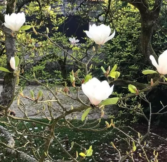 ベッドアンドブレックファースト L Atelier Des Magnolias