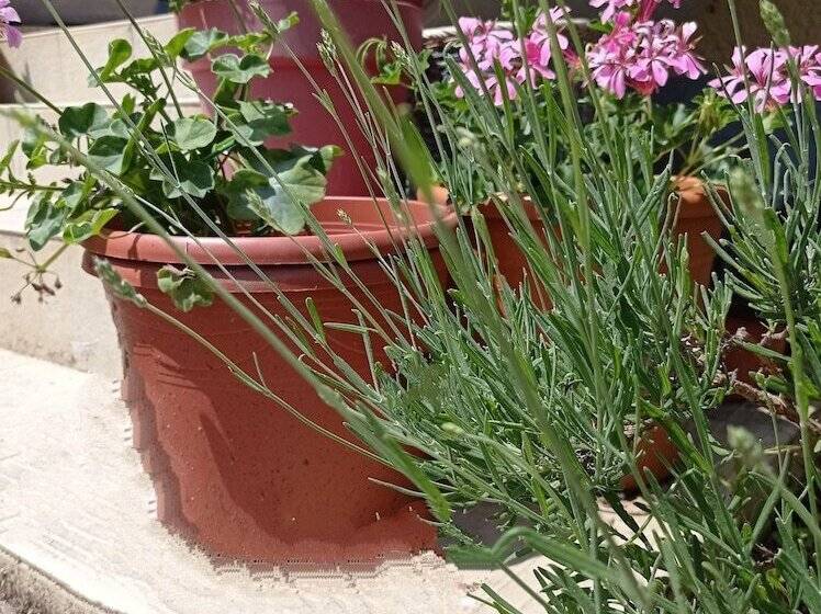 هتل L  Auberge Campagnarde, Lourdes