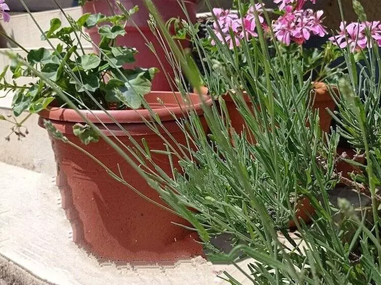 Hotelli L  Auberge Campagnarde, Lourdes