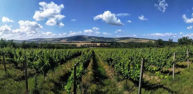 Majatalo Penzion V Rodinném Vinařství Kadubcovi