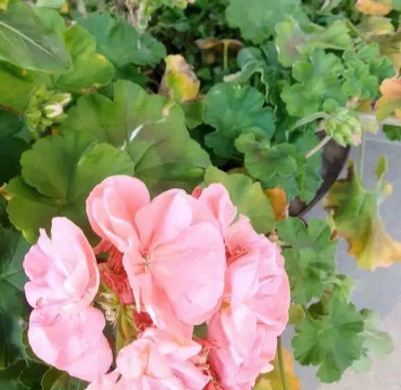 Pensiunea Casa Doamnei