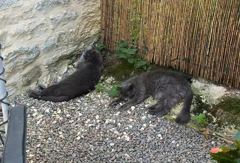 Aamiaismajoitus (B&B) Maison D’izier