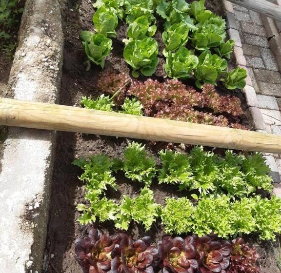 B&b Bourgondisch Lomm