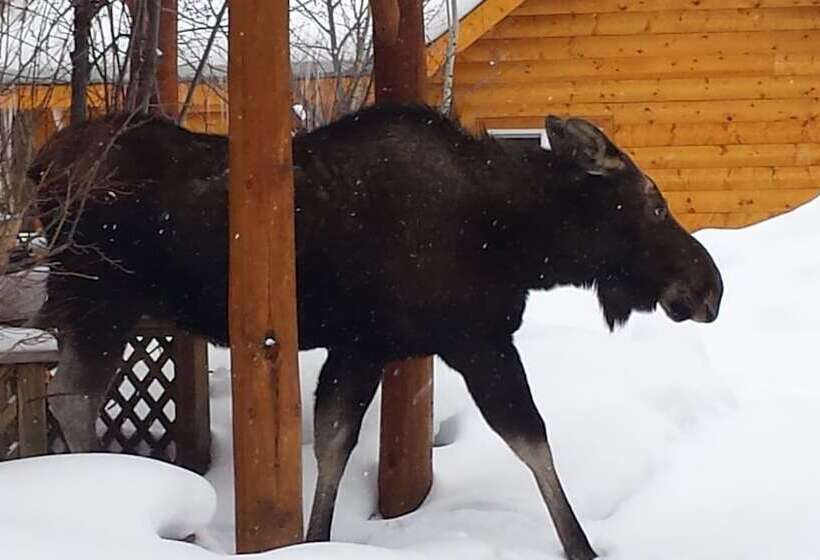 Отель Daven Haven Lodge & Cabins