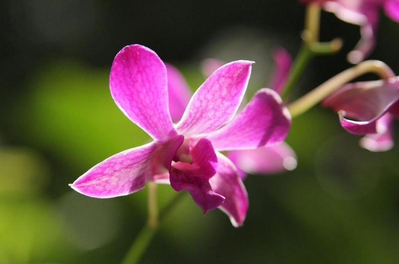 The Fiji Orchid