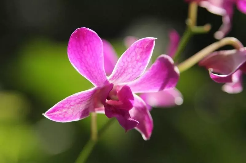 The Fiji Orchid