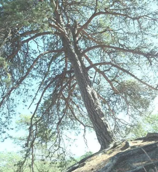 Majatalo A L Orée De La Forêt