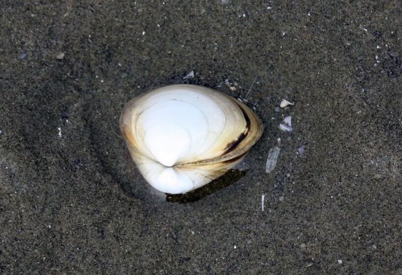 בית מלון כפרי Gochang Merpang Pension