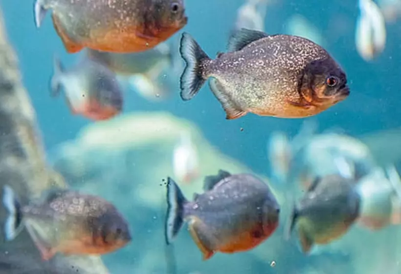 Hotelli B&b Mon Rêve