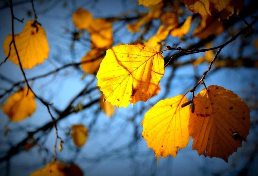 בית מלון כפרי Sady Błotnica Dom Gościnny