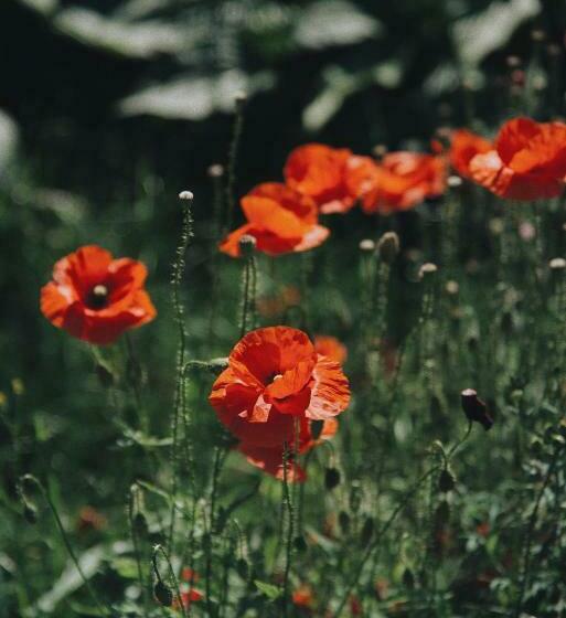 Powiew   B&b Pensjonat Noclegi świnoujście   Unterkunft Swinemünde   Guesthouse Tennis Garden Breakf
