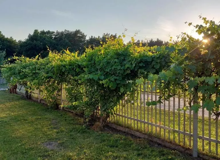 Aamiaismajoitus (B&B) Pensjonat Poranna Rosa