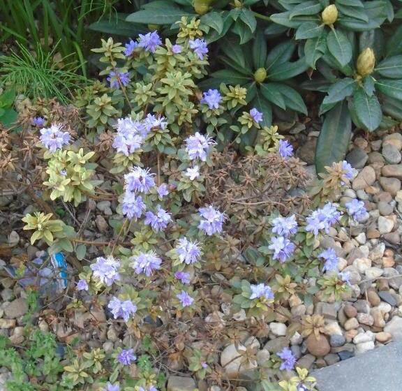 민박 Villa Art Korab