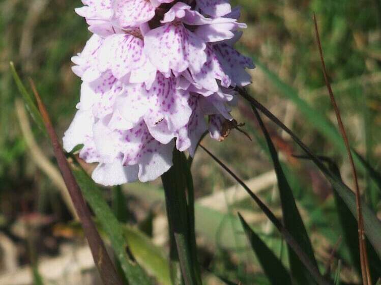 مبيت وإفطار Gallentreath Guest House