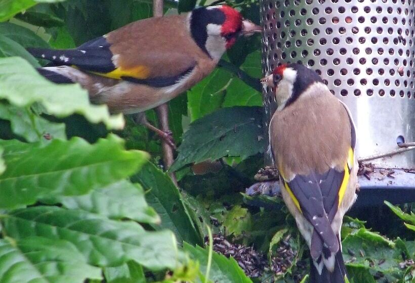 مبيت وإفطار Gallentreath Guest House