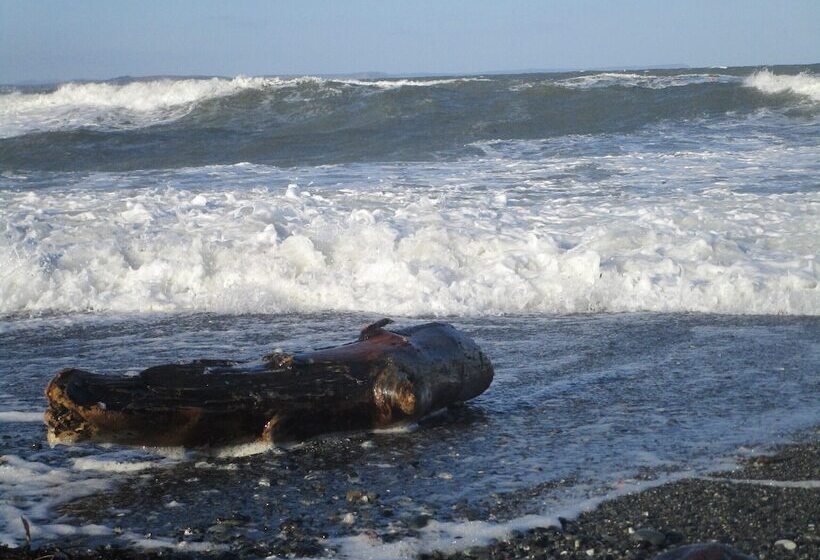 مبيت وإفطار Gallentreath Guest House