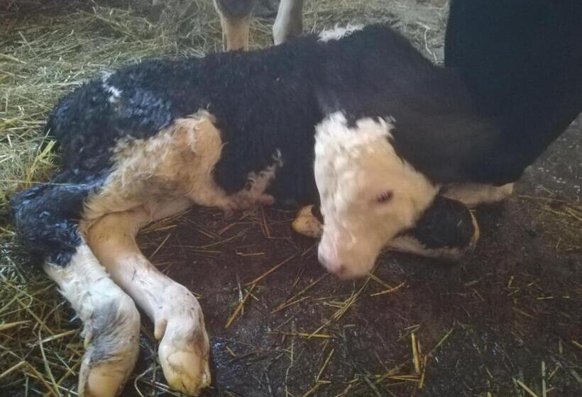 בית מלון כפרי Pensjonat Przy Stajni