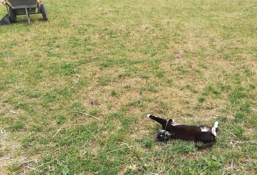 בית מלון כפרי Pensjonat Przy Stajni