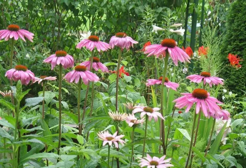 تختخواب و صبحانه Willa Pod Aniołem