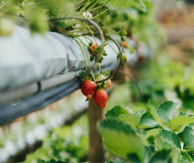 בית מלון כפרי Le Vert Boutique