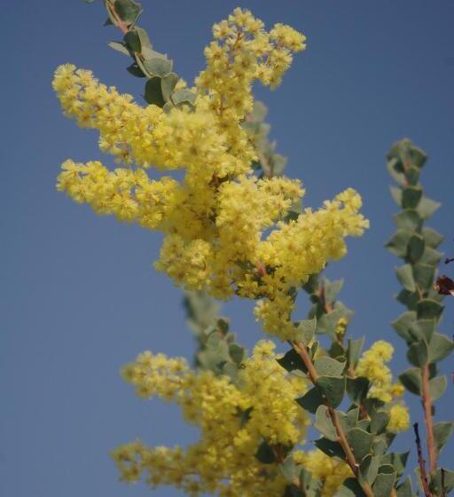 펜션 Wattle Tree Hill